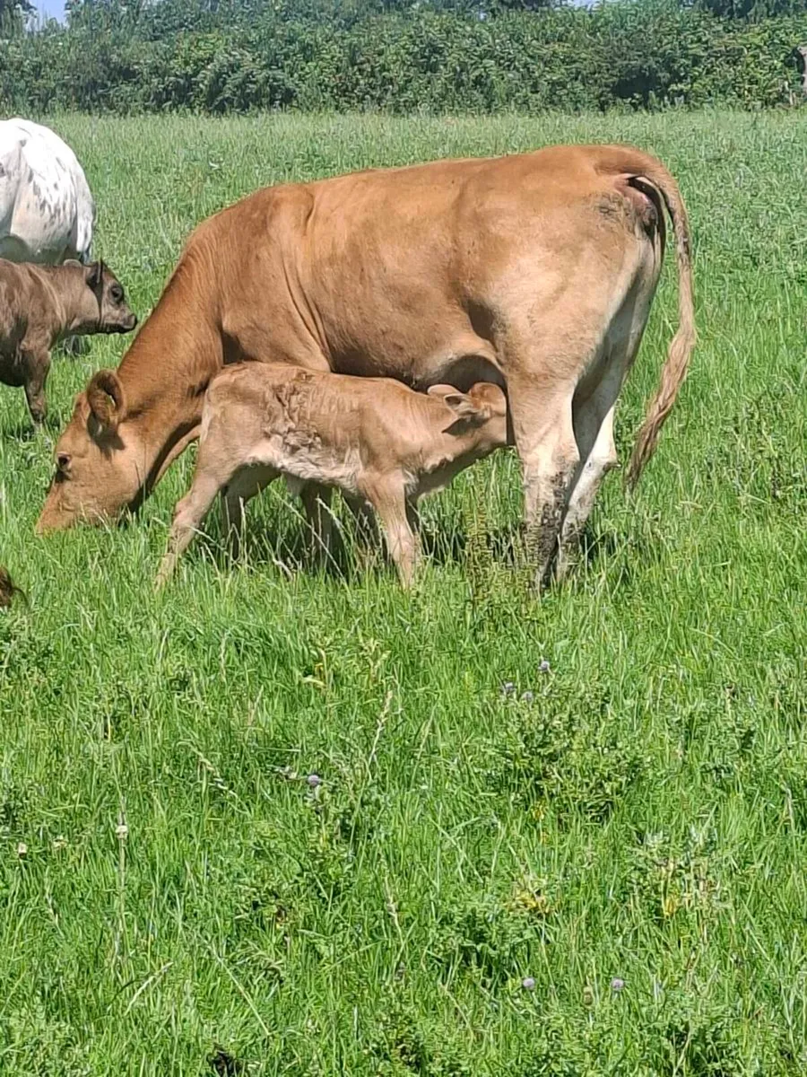 Calfed heifers - Image 4