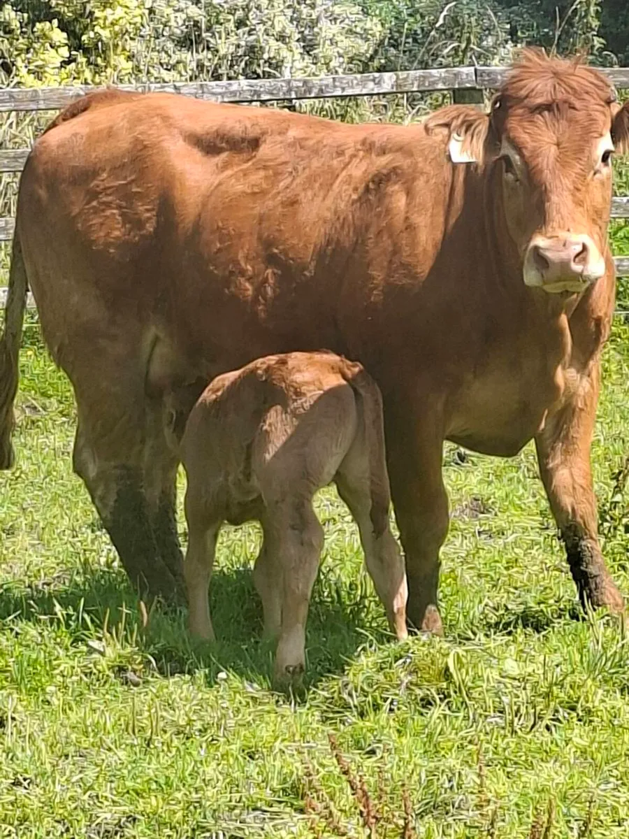 Calfed heifers - Image 1
