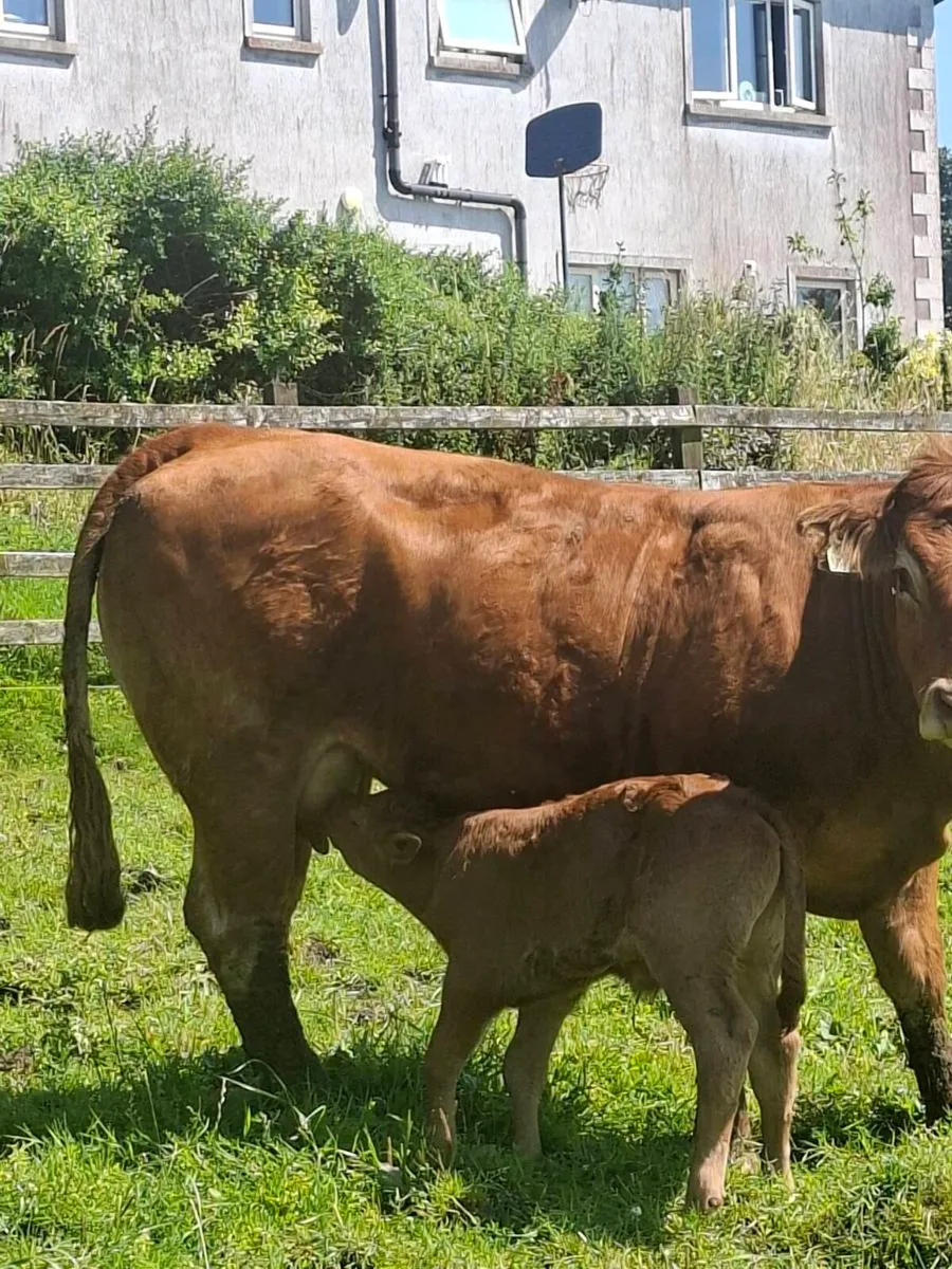 Calfed heifers - Image 2