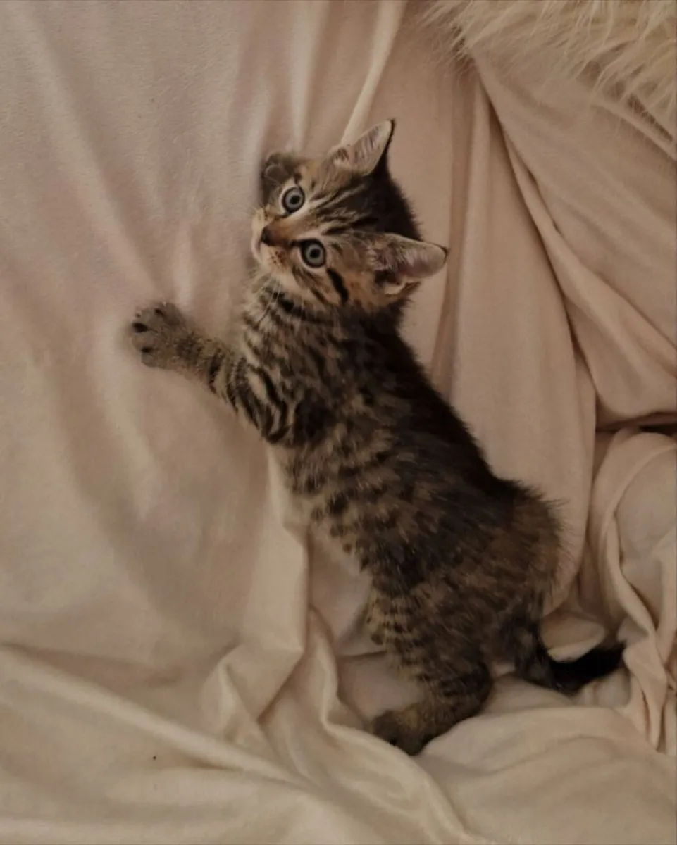 Beautiful Purebred Scottish Straight Kittens – 2 M - Image 2