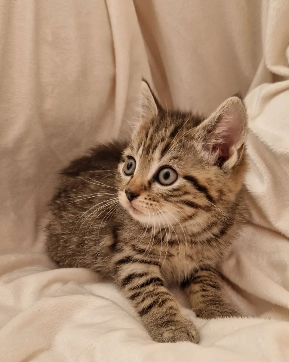 Beautiful Purebred Scottish Straight Kittens – 2 M - Image 4
