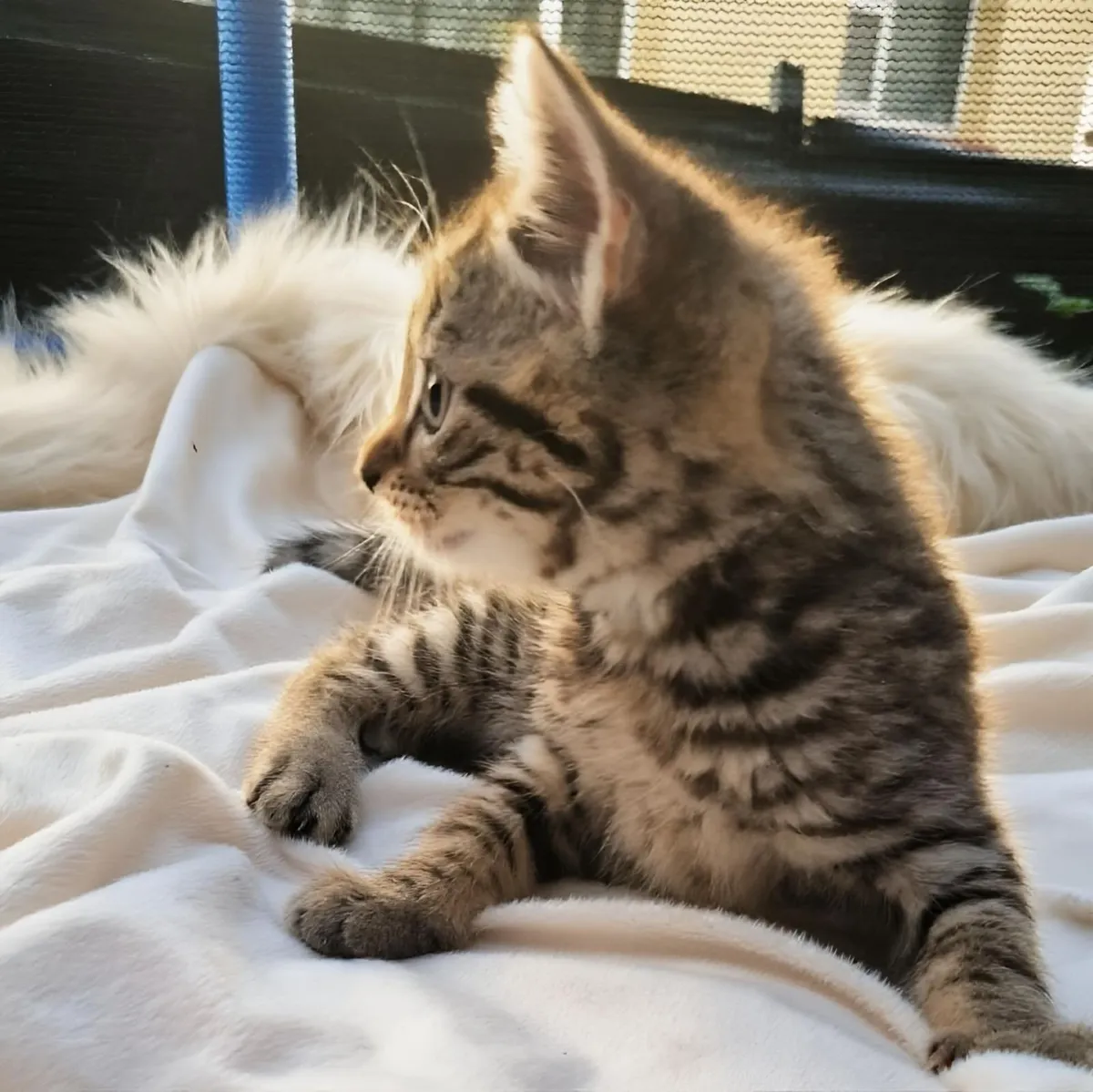 Beautiful Purebred Scottish Straight Kittens – 2 M - Image 3