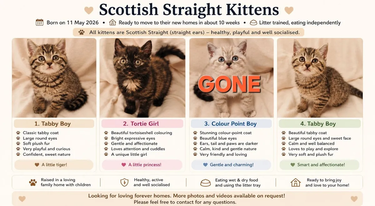 Beautiful Purebred Scottish Straight Kittens – 2 M - Image 1