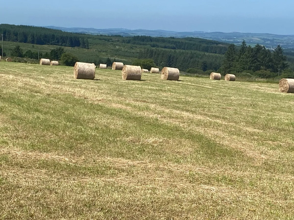 Round bales of hay
