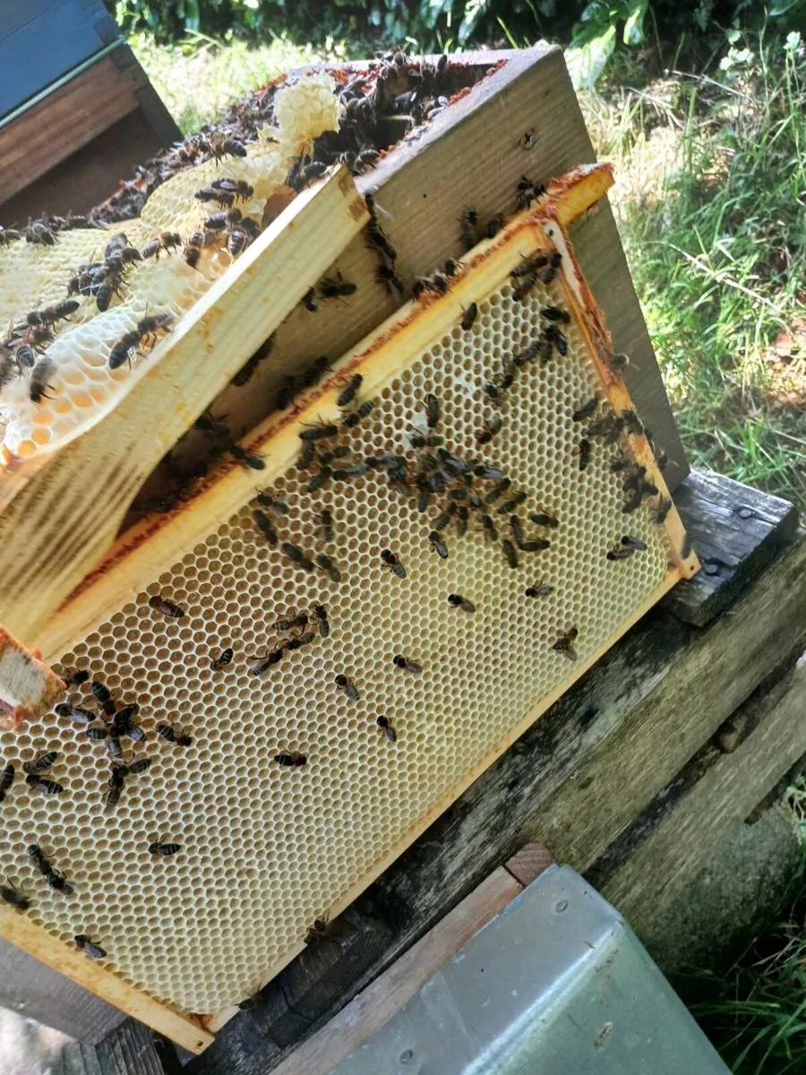 Bee hives and bees - Image 1
