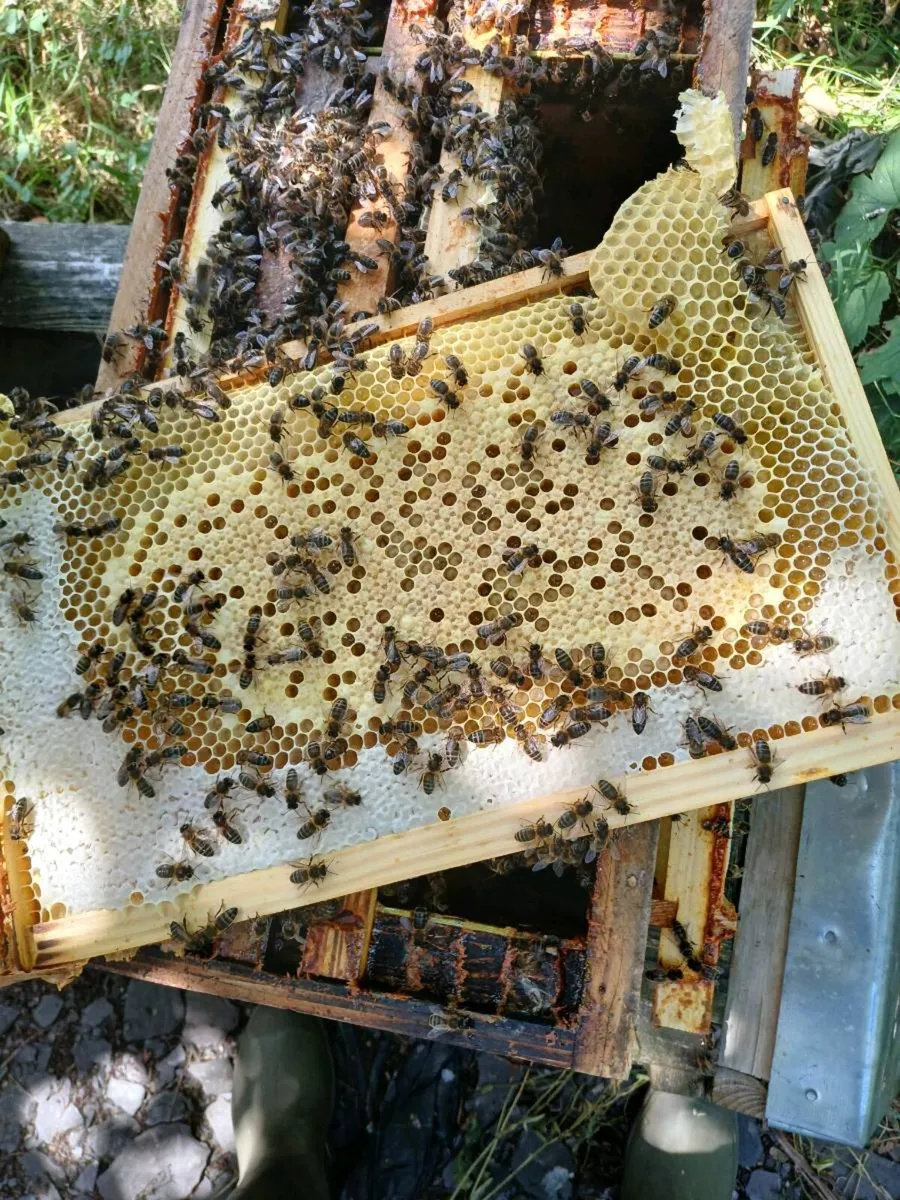 Bee hives and bees - Image 2