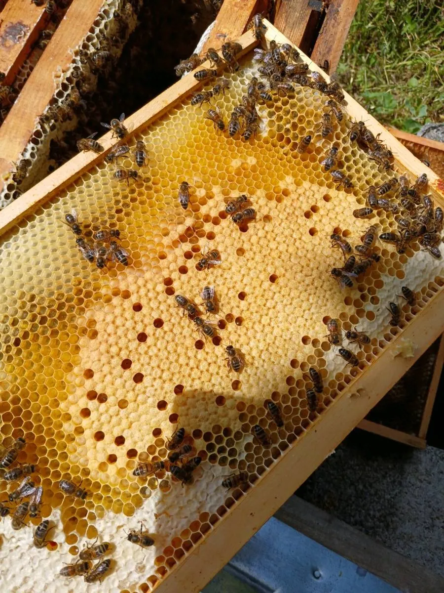 Bee hives and bees - Image 3