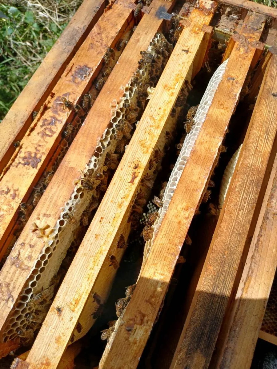 Bee hives and bees - Image 4