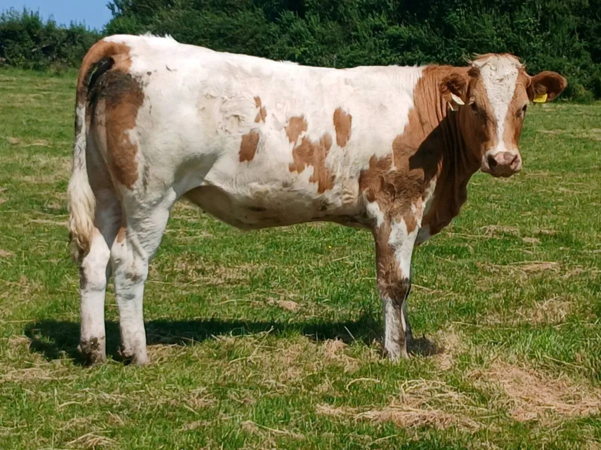 1 Super 5 🌟 🌟 🌟 🌟 🌟 Coloured Heifer for sale - Image 2