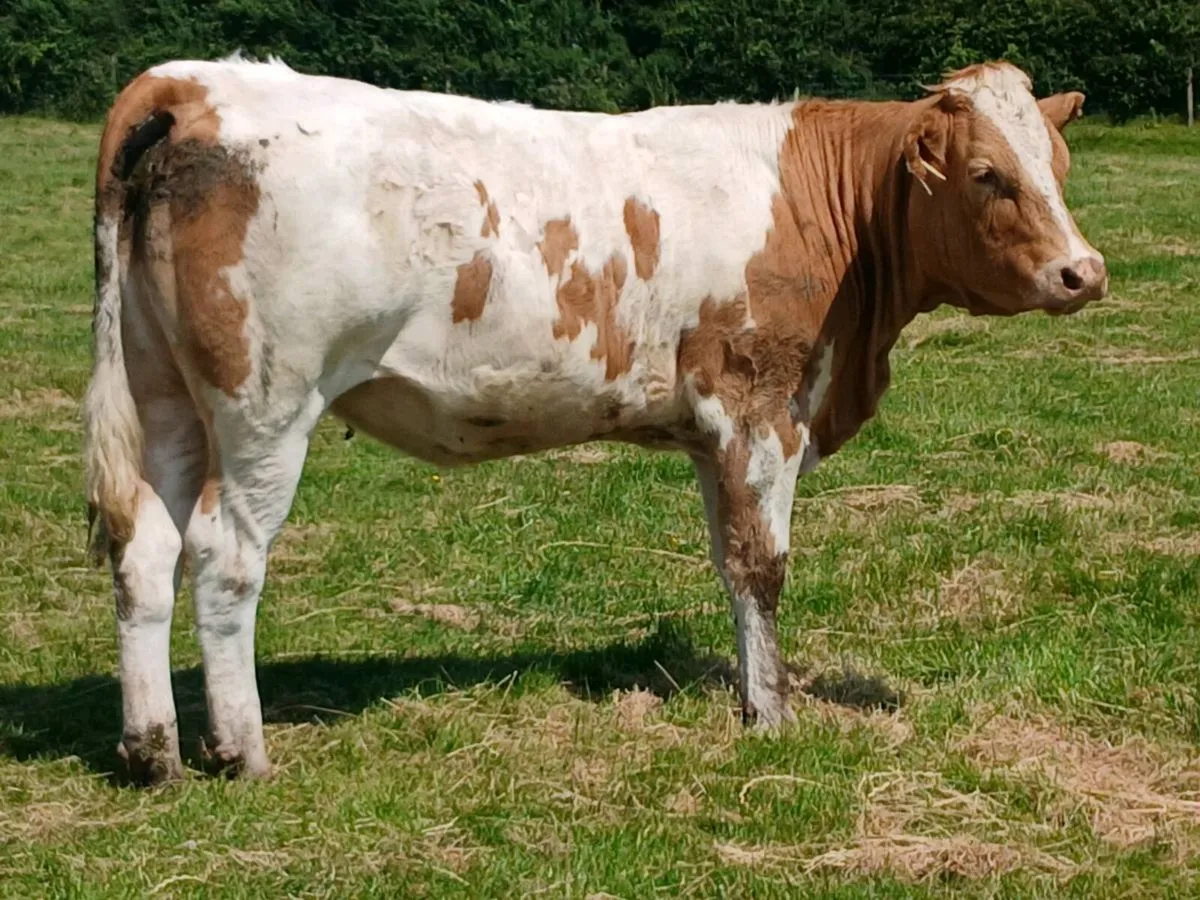 1 Super 5 🌟 🌟 🌟 🌟 🌟 Coloured Heifer for sale - Image 3