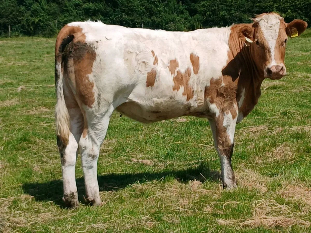 1 Super 5 🌟 🌟 🌟 🌟 🌟 Coloured Heifer for sale - Image 4