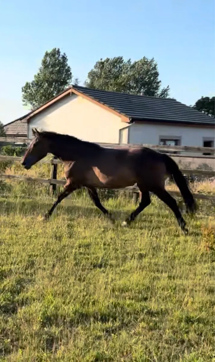 3 yr old filly TIH - Image 3