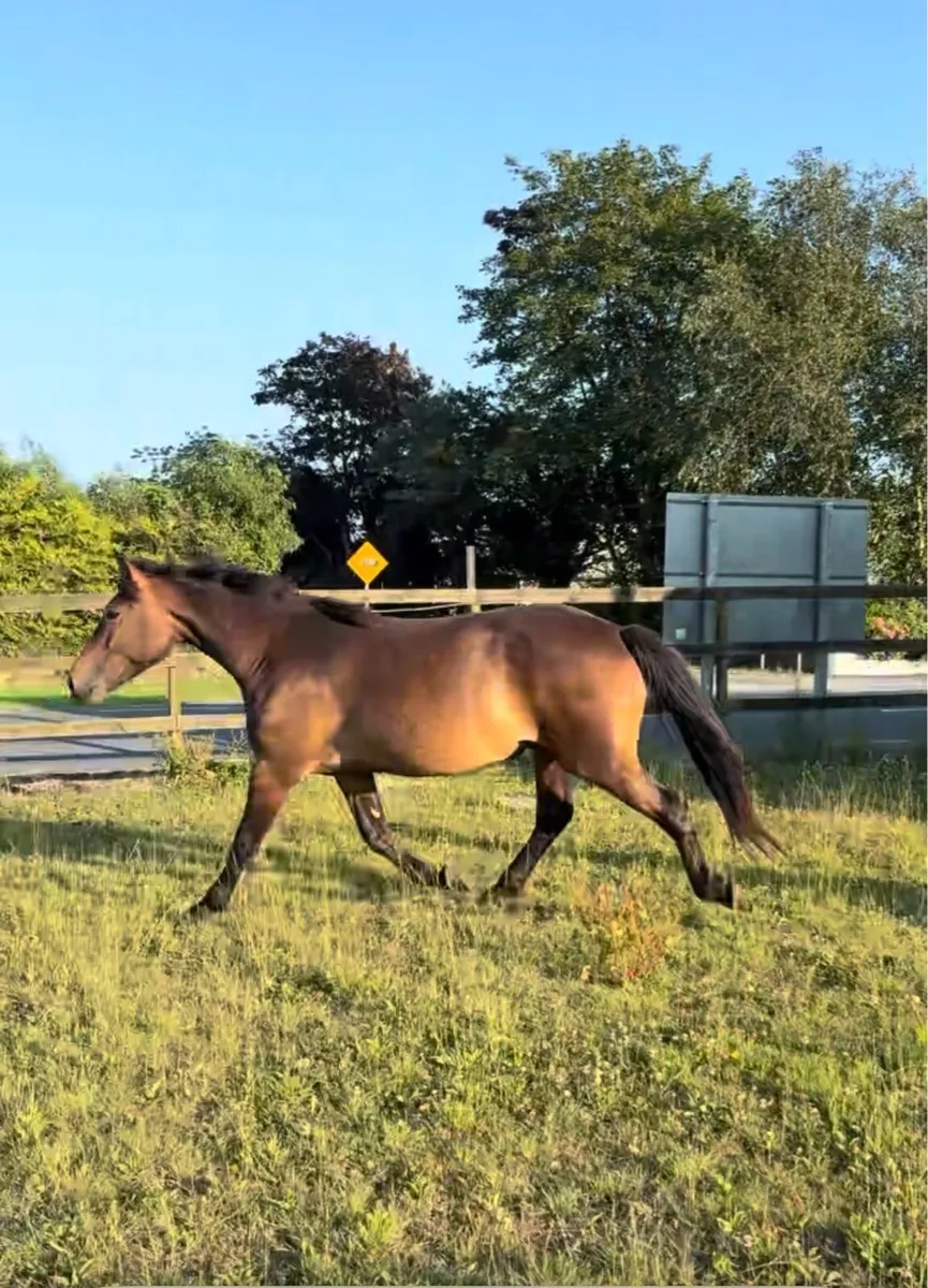 3 yr old filly TIH - Image 4