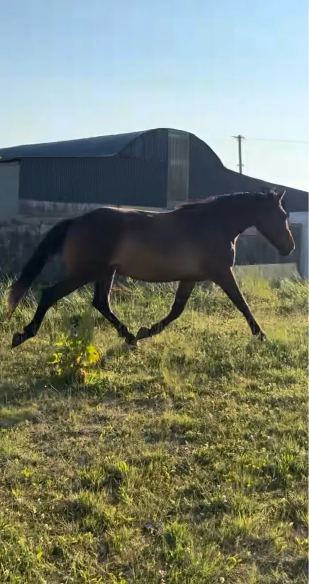 3 yr old filly TIH - Image 1