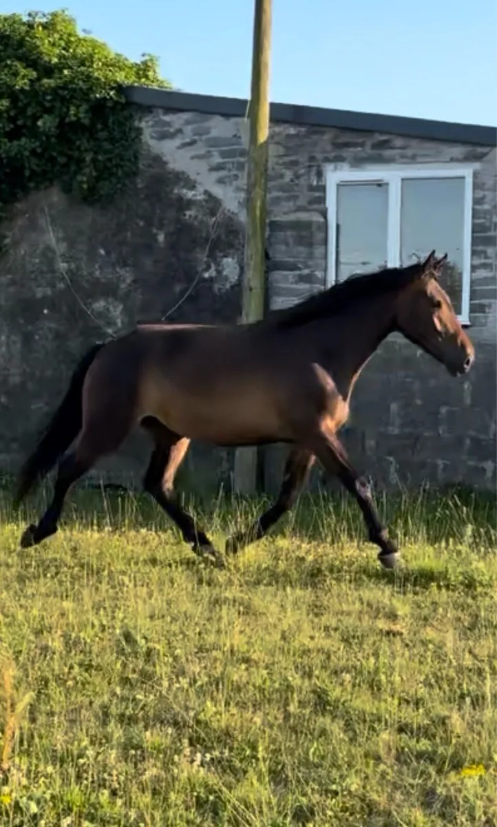 3 yr old filly TIH - Image 2