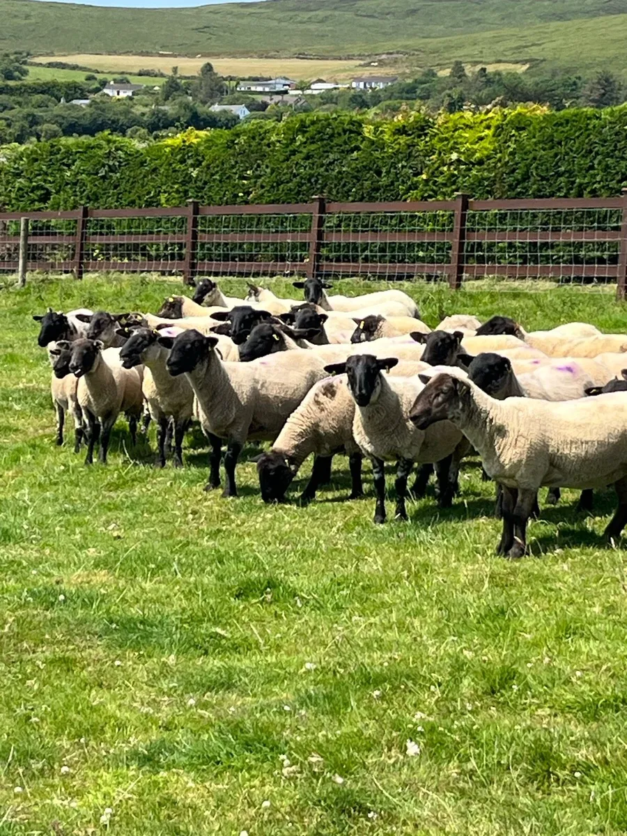 Ewe Hoggets - Image 1