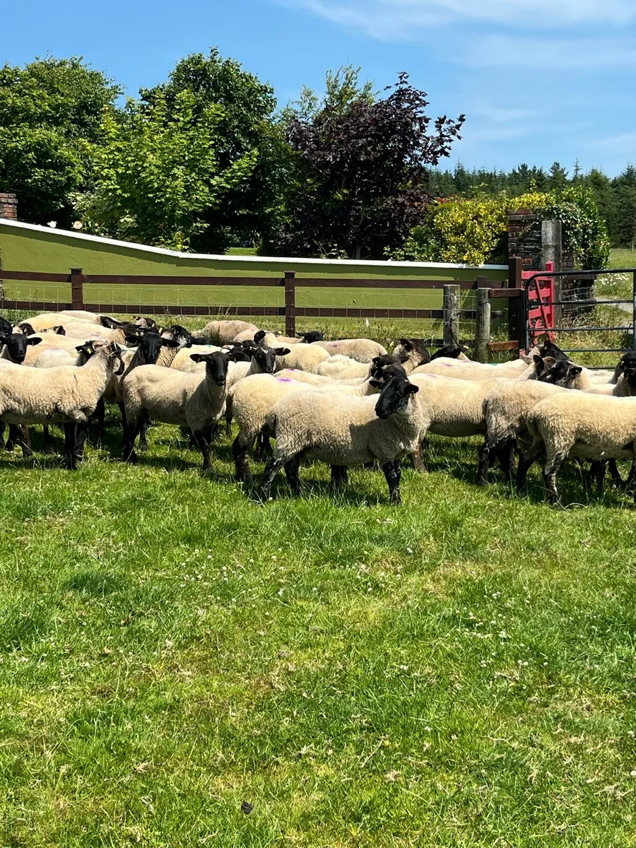 Ewe Hoggets - Image 2