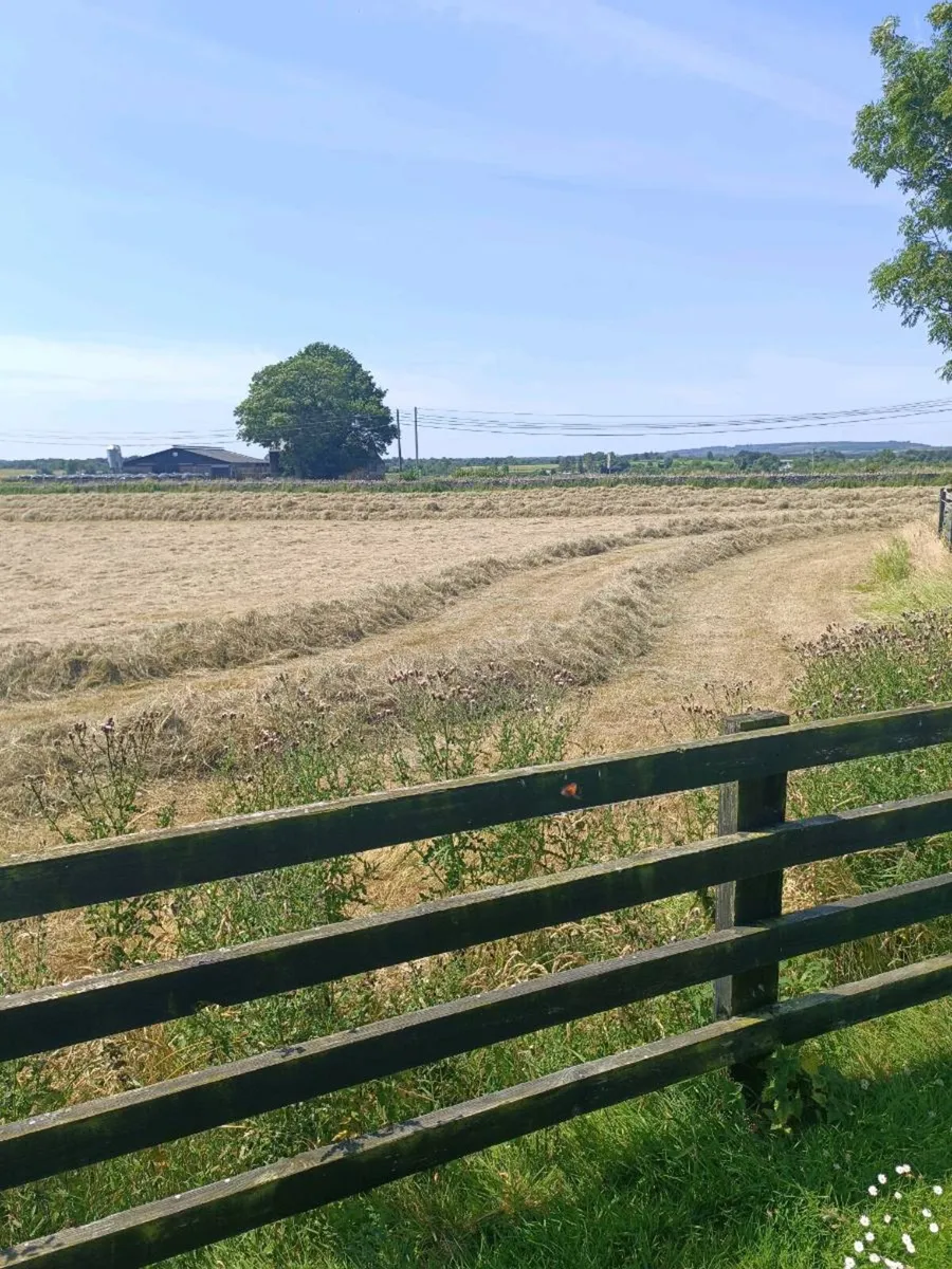 Small square bales of hay - Image 2