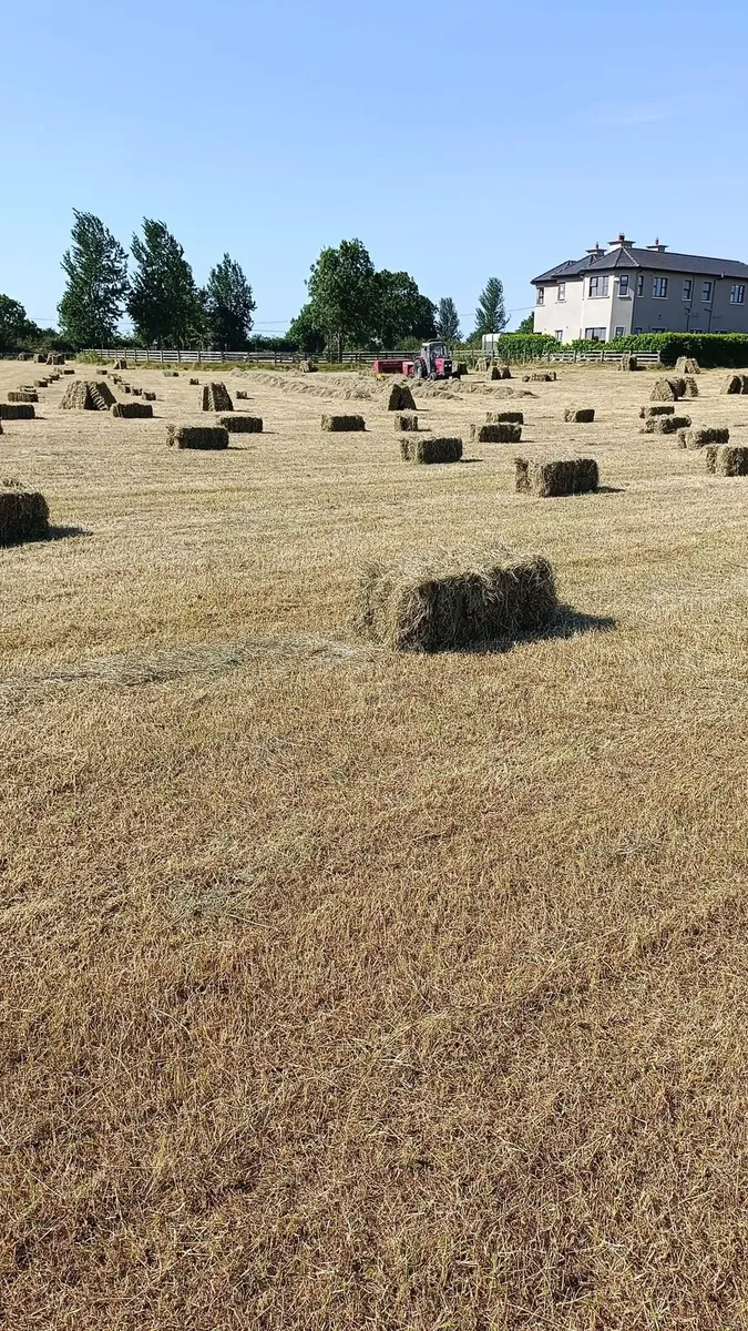 Small square bales of hay - Image 1