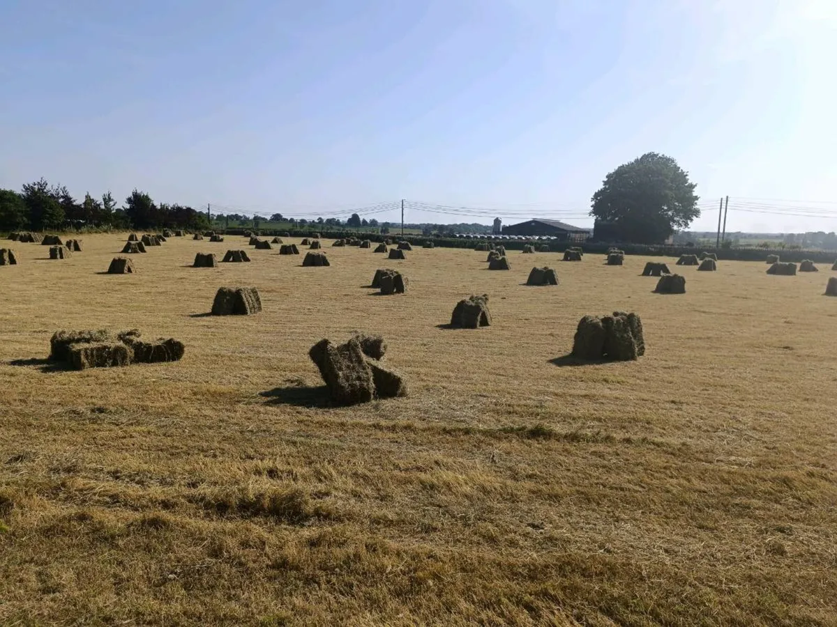 Small square bales of hay - Image 4