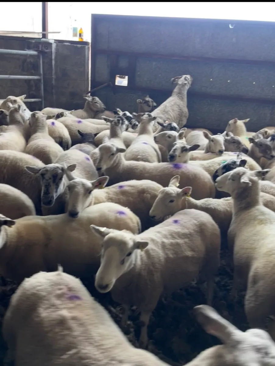 Ewe Hoggets - Image 3