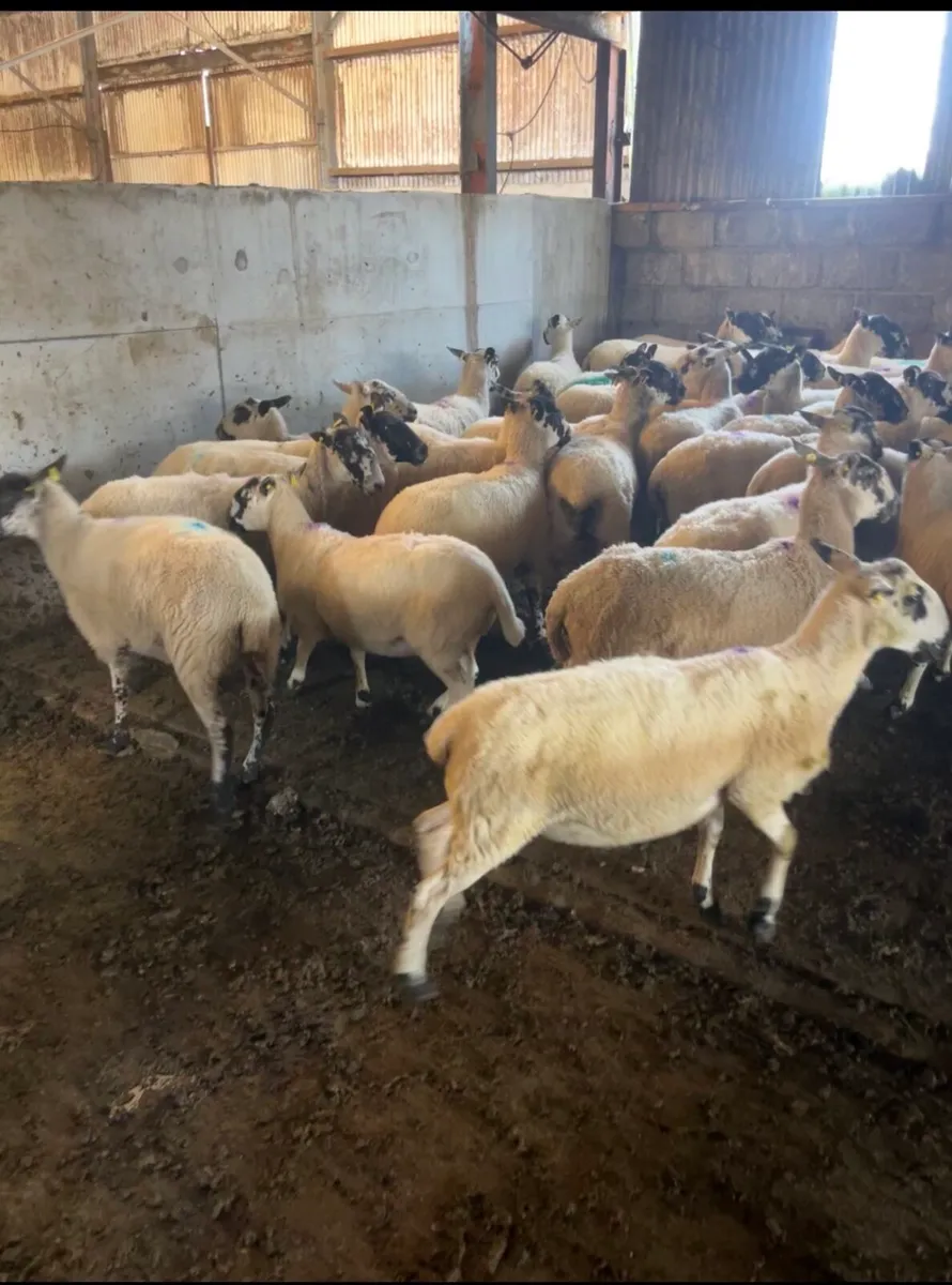 Ewe Hoggets - Image 4