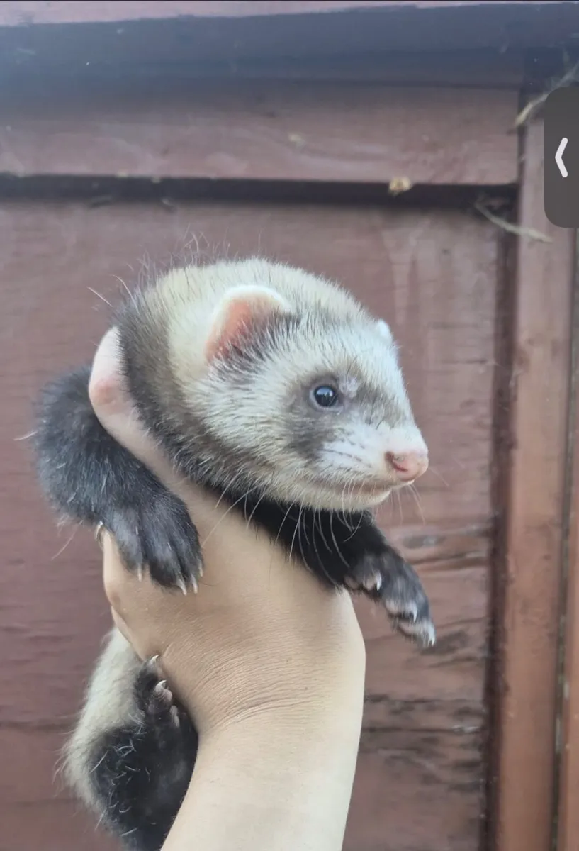 Polecat Ferret kits - Image 1
