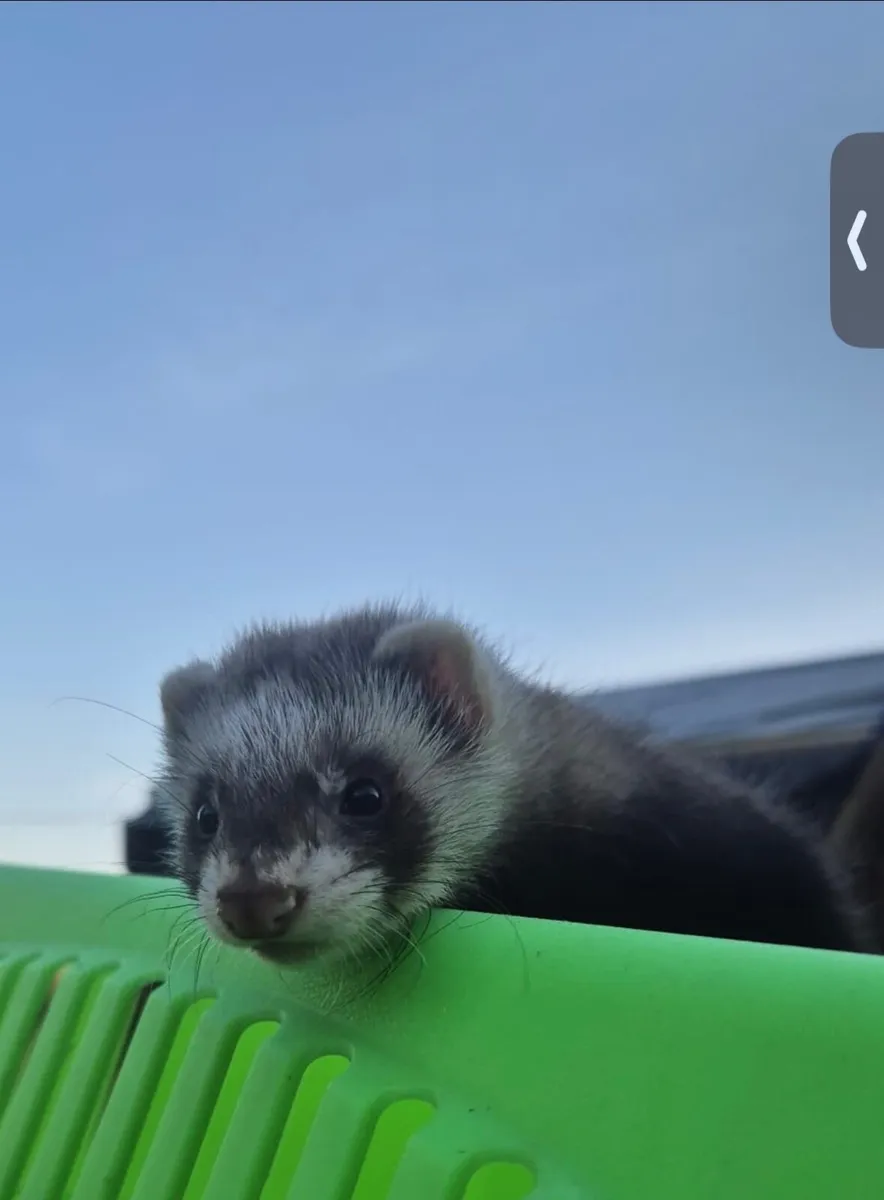Polecat Ferret kits - Image 2
