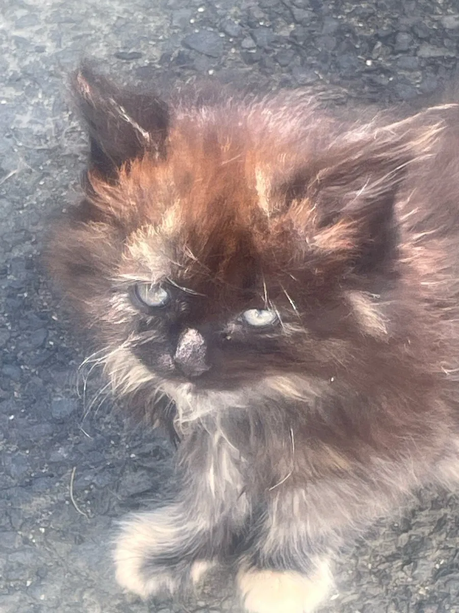 Kittens - Image 1