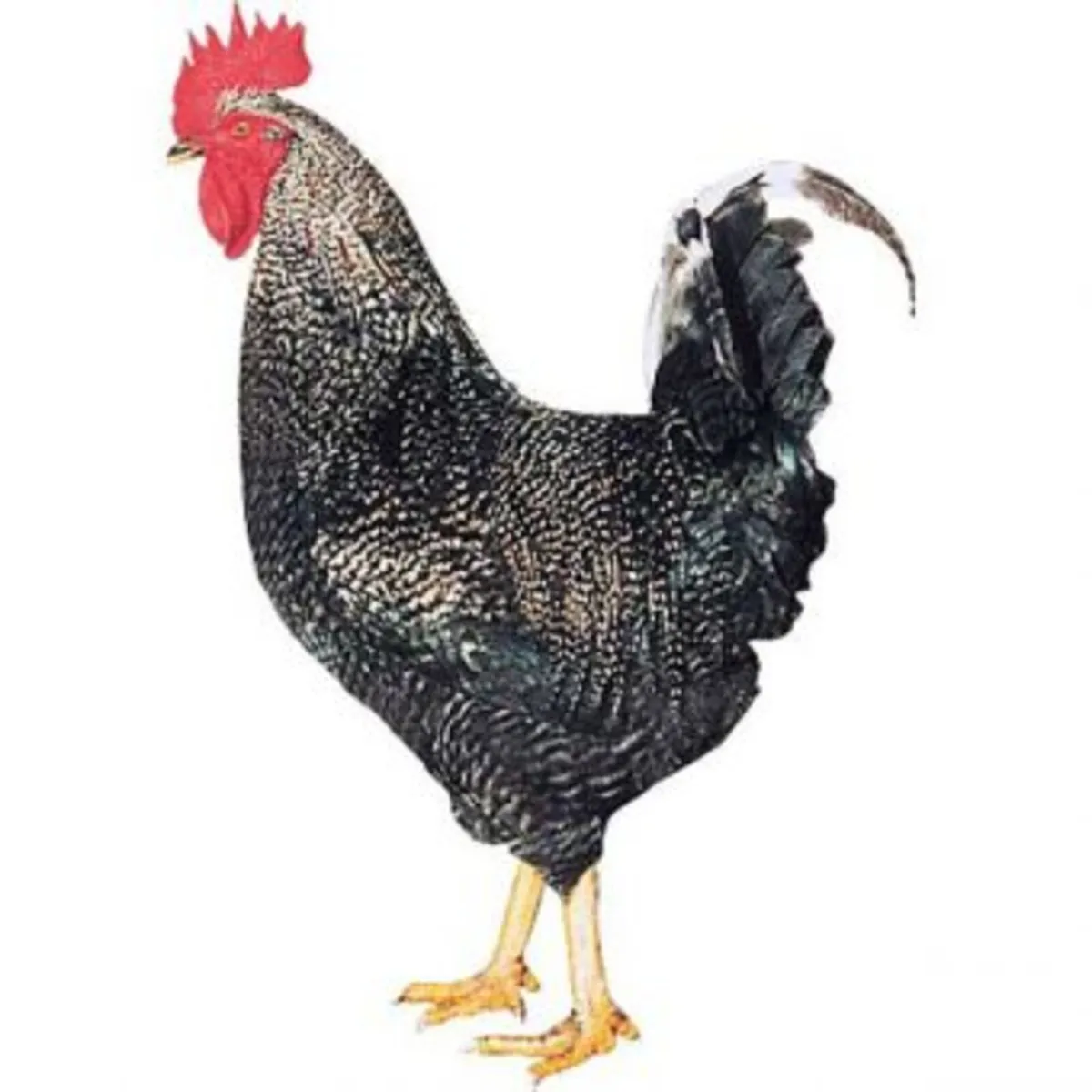 Cuckoo marran roosters x2