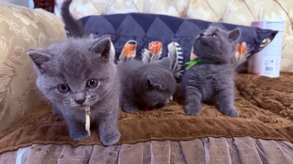 British Blue Shorthair Kittens for sale - Image 2