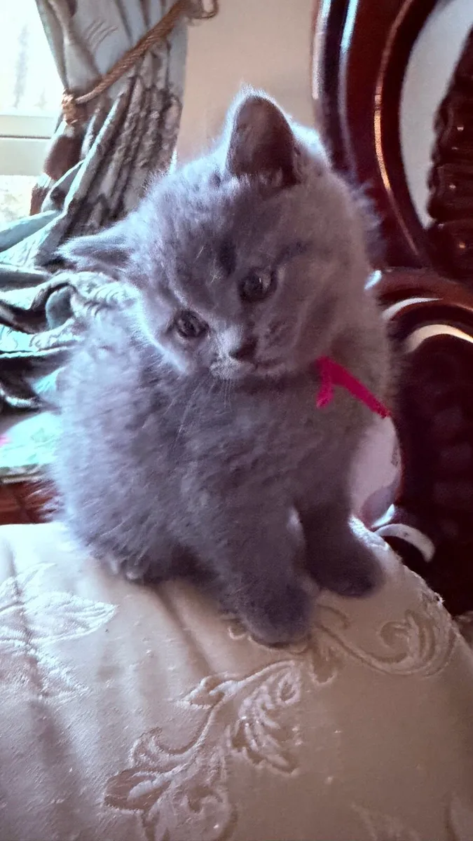 British Blue Shorthair Kittens for sale - Image 3