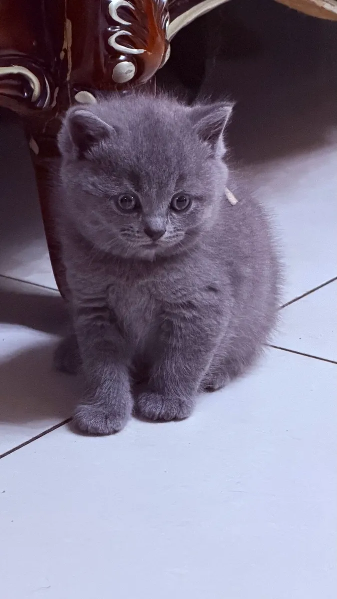 British Blue Shorthair Kittens for sale - Image 4