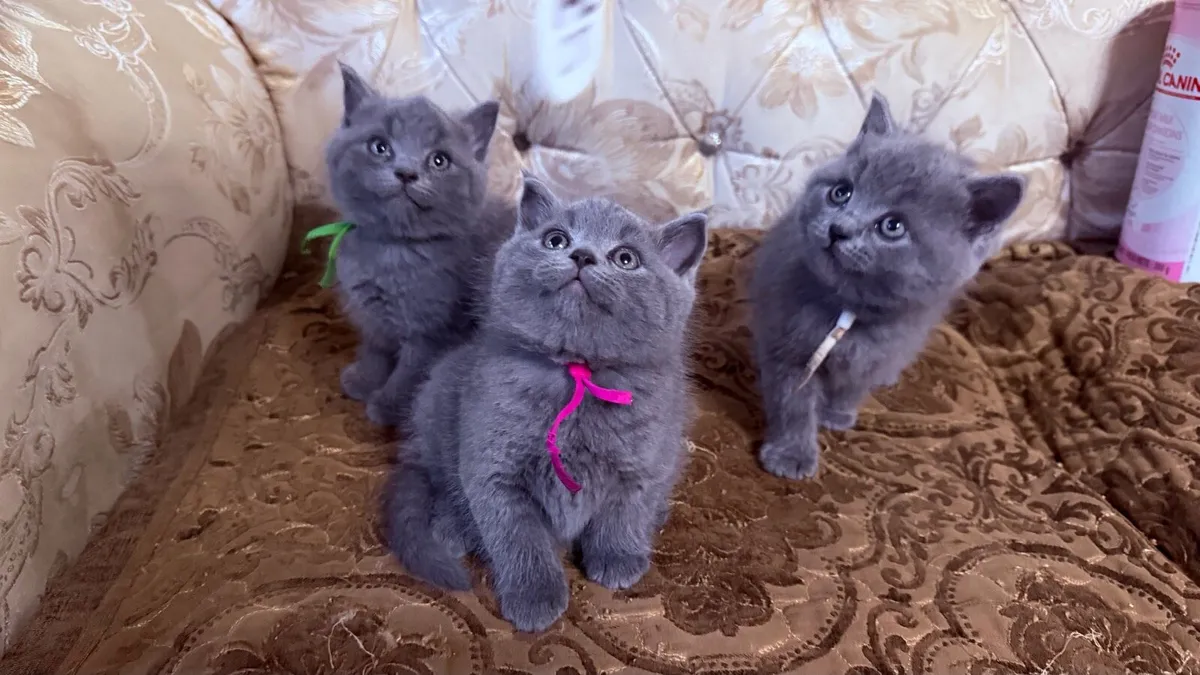 British Blue Shorthair Kittens for sale - Image 1