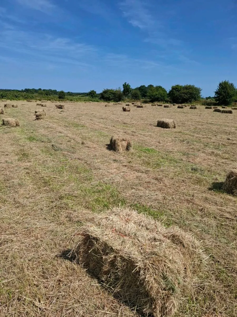 Top quality Square hay bales Hollymount claremorri - Image 1