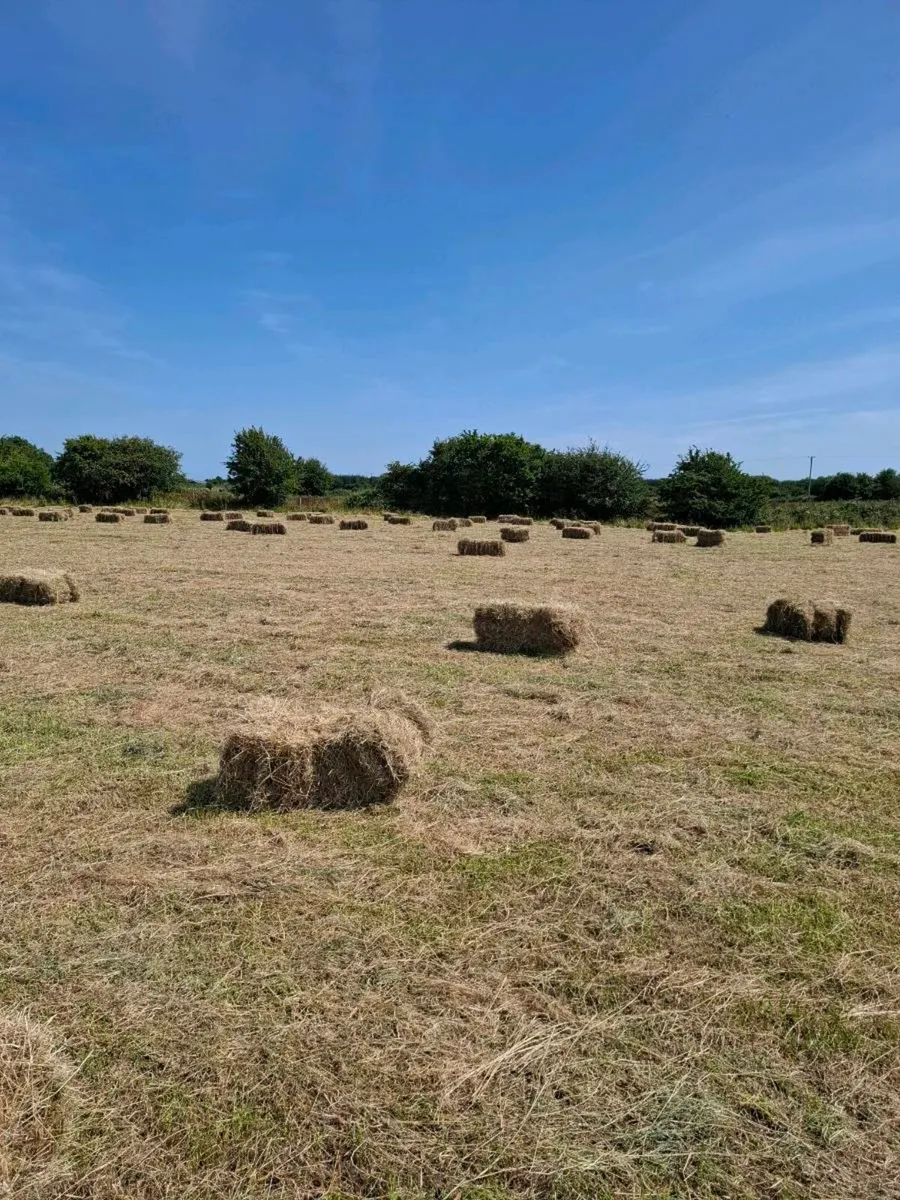 Top quality Square hay bales Hollymount claremorri - Image 2