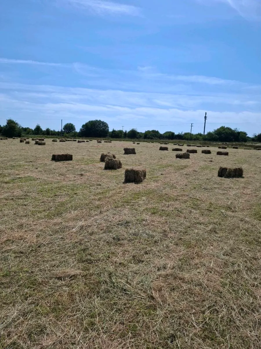 Top quality Square hay bales Hollymount claremorri - Image 3