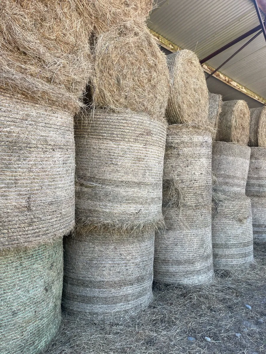 Hay organic - Image 1