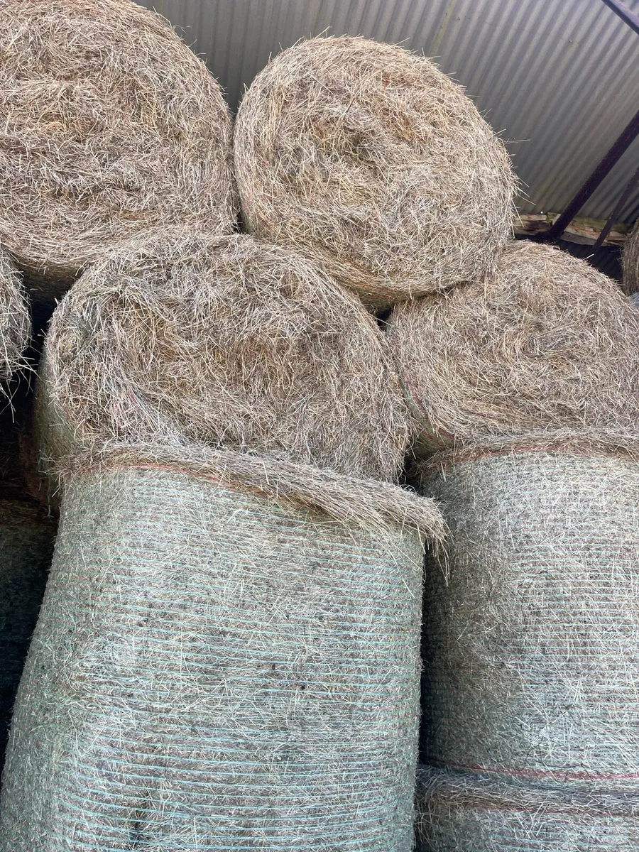 Hay organic - Image 2