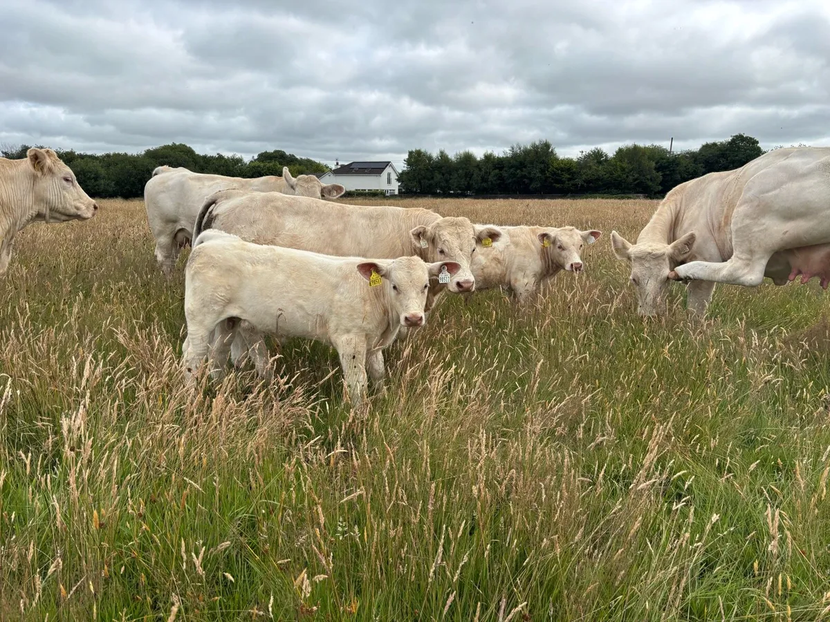 3 Purebred Registered Charolais Cows and calves. - Image 2