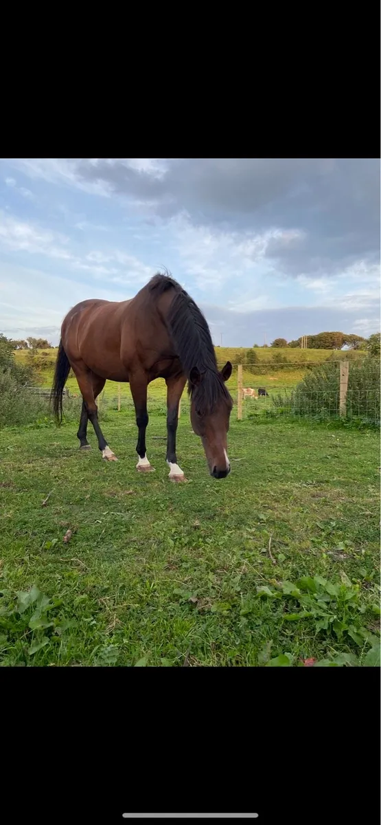 Tb Gelding - Image 1