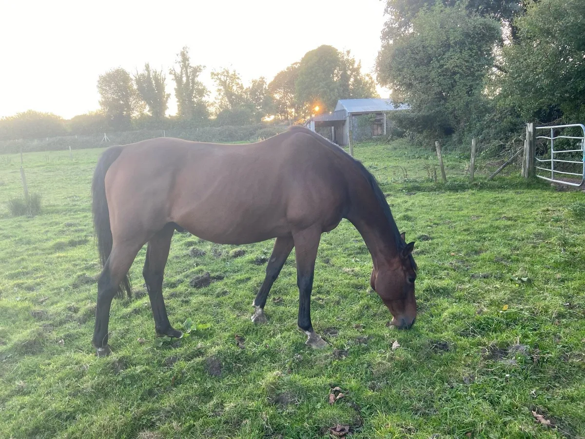 Tb Gelding - Image 3