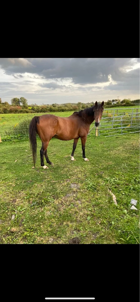 Tb Gelding - Image 2