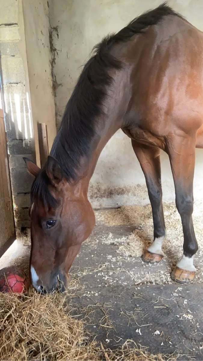 Tb Gelding - Image 4