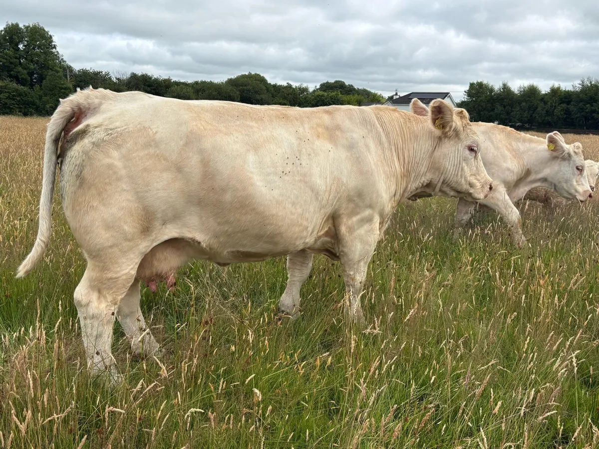 3 Purebred Registered Charolais Cows and calves. - Image 4
