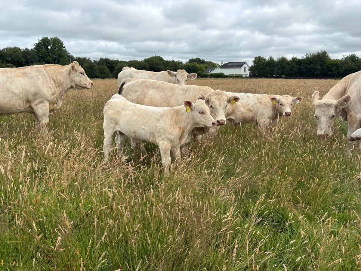 3 Purebred Registered Charolais Cows and calves. - Image 3