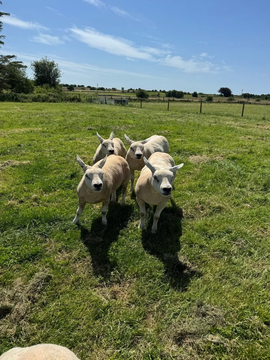 Texel ewe hoggets - Image 3
