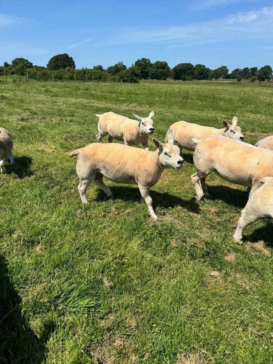 Texel ewe hoggets - Image 4