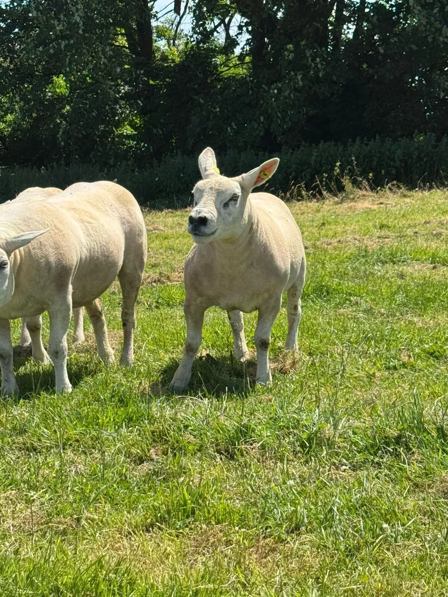 Texel ewe hoggets - Image 1