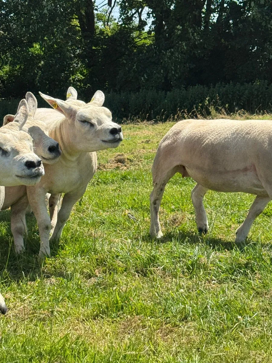 Texel ewe hoggets - Image 2